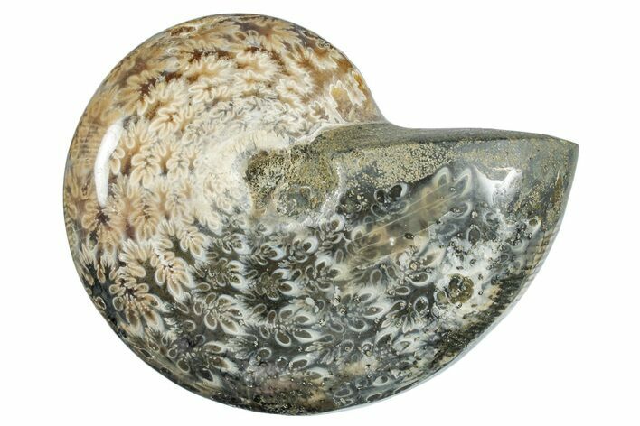 Polished Ammonite (Phylloceras?) Fossil - Madagascar #262119